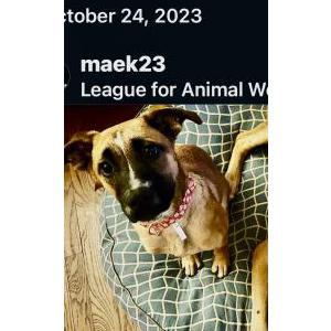 Lost Dog Lulu