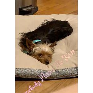 Lost Dog Pretzel