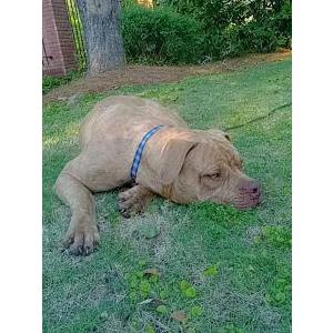 Lost Dog Skitz