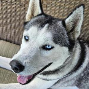 Found Dog Unknown Husky