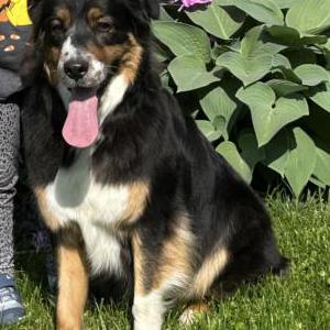 Lost Dog Remington