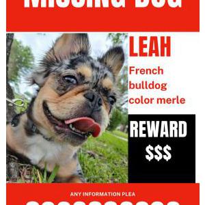 Lost Dog Leah
