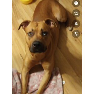 Lost Dog Neko