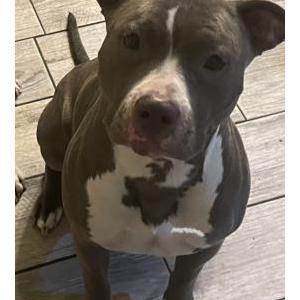 Lost Dog Blue