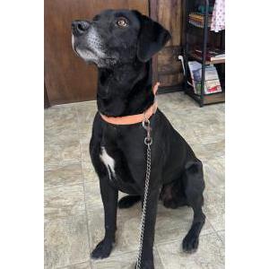 Found Dog Unknown