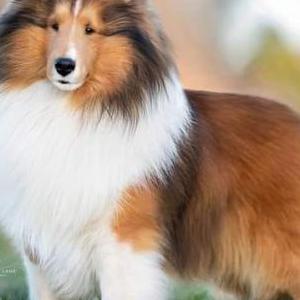 Lost Dog Tatum
