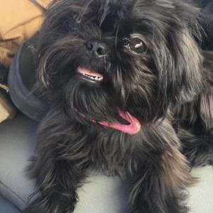 Lost Dog Lucy