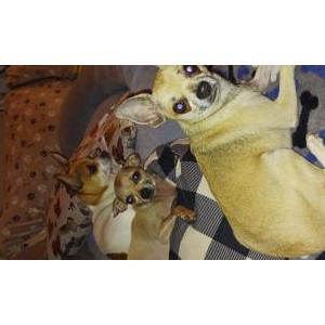Lost Dog Henni