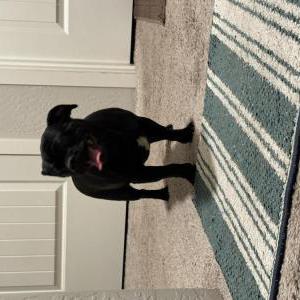 Found Dog Unknown