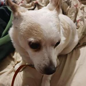 Lost Dog Rudy