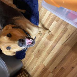 Found Dog Unknown