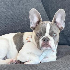 2nd Image of Bimba, Lost Dog