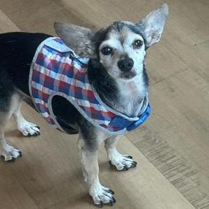 Lost Dog Gus