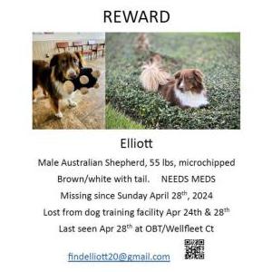 Lost Dog Elliott