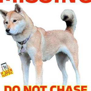 Image of Koto, Lost Dog