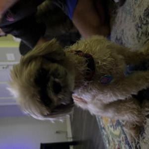 Found Dog Muffin