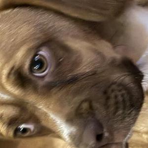 Lost Dog GEMMA