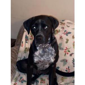 Lost Dog Law/nero by chip