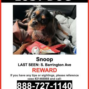 Lost Dog Snoop