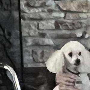 Image of Dusty, Lost Dog