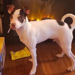 Lost Dog Jaxson