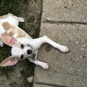 Lost Dog Delilah