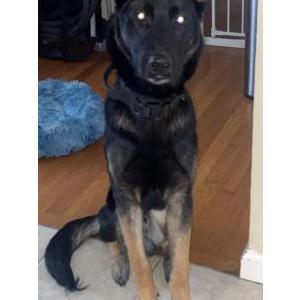 Lost Dog Rio
