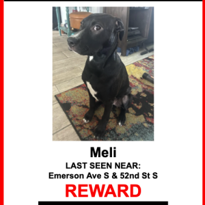 Lost Dog Meli