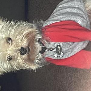 Lost Dog Cash