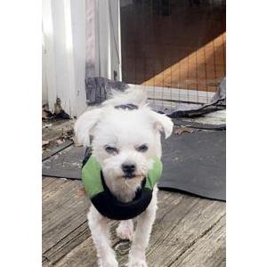 Image of Blanco, Lost Dog