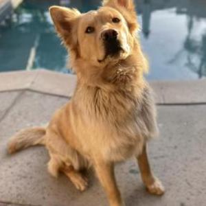 Lost Dog Alejandra Aldana