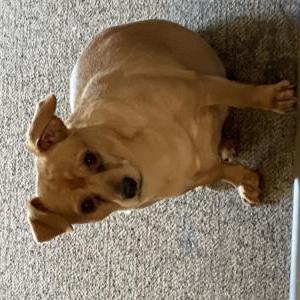 Lost Dog Diego