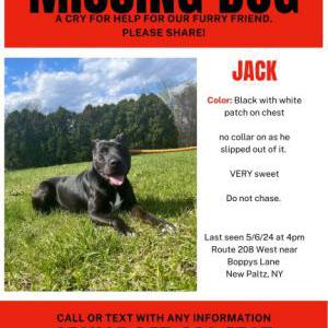 Lost Dog Jack