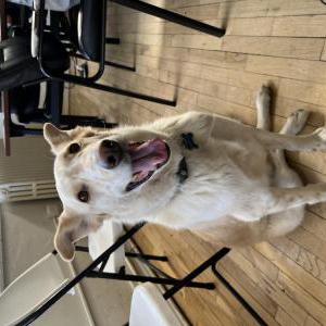 Lost Dog Ralphie