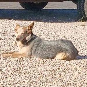 Image of Bambi, Lost Dog