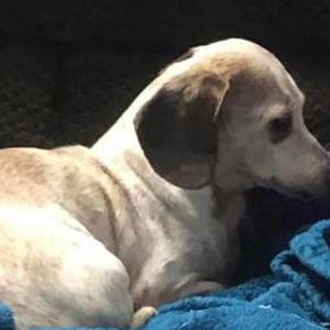 Lost Dog Lola