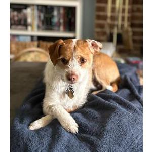 Lost Dog Brady