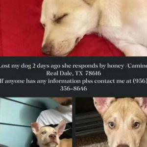 Lost Dog Honey