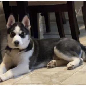 Lost Dog Poncho