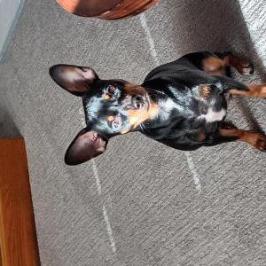 Lost Dog Bella