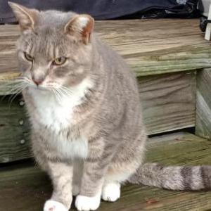 Lost Cat Newly