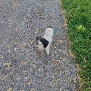 Found Dog Unknown