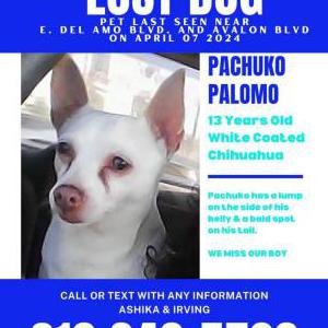Lost Dog Pachuko PalomBolanos