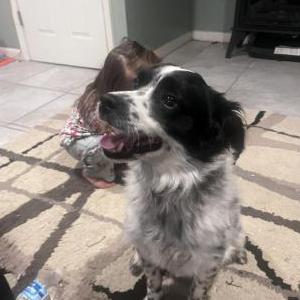Lost Dog Buddy