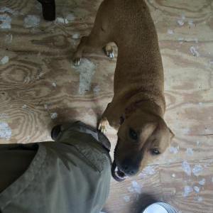 Found Dog Unknown