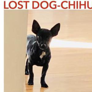 Lost Dog Pochi