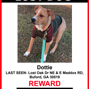 Lost Dog Dottie