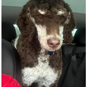 Lost Dog Huey