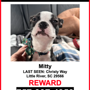 Image of Mitty, Lost Dog