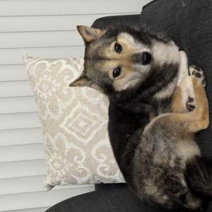 Lost Dog Megumi